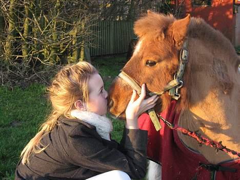 Shetlænder Sofus  billede 6