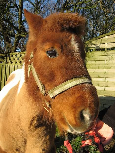 Shetlænder Sofus  billede 7