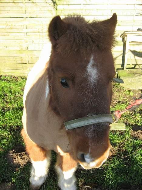 Shetlænder Sofus  billede 8