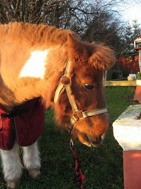 Shetlænder Sofus  billede 11