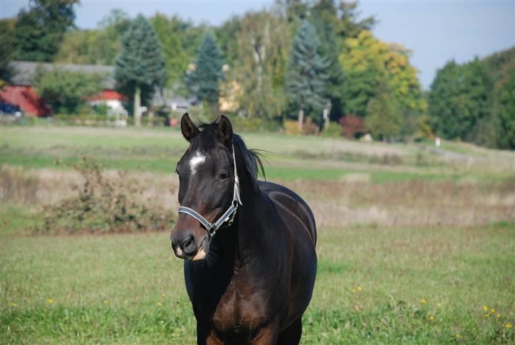 Anden særlig race Mosely's Monte Carlo billede 14