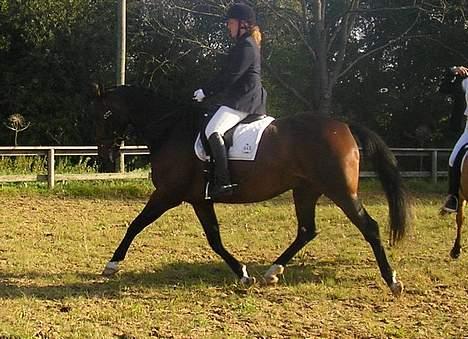 Anden særlig race Easy Go (Sofus) - Sofus 7 år billede 6