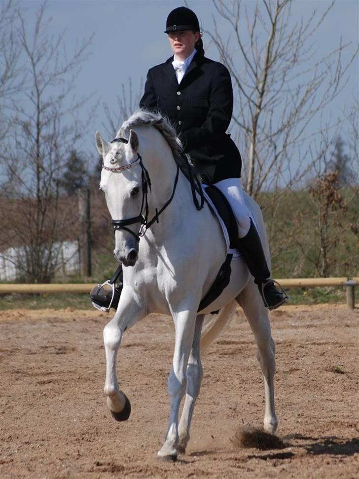 Pura Raza Española versalles  billede 7