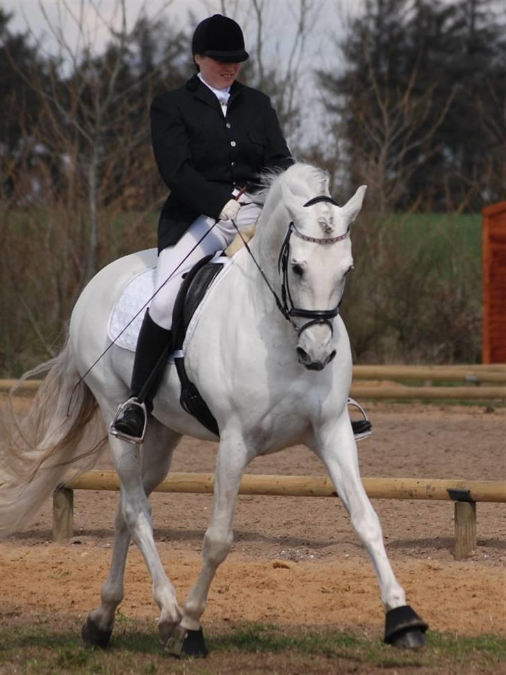 Pura Raza Española versalles  billede 8