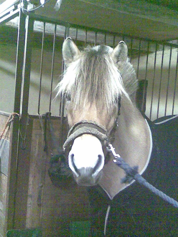 Fjordhest Anemone billede 4