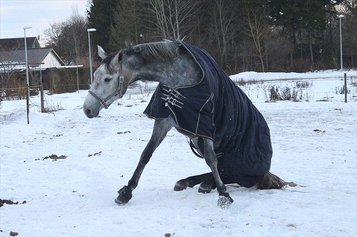 Dansk Varmblod Jonkers Coco Chanel SOLGT - 2011, taget af NB billede 12