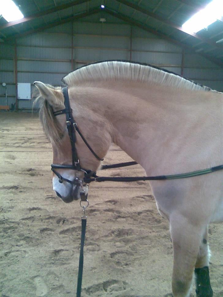 Fjordhest Anemone billede 5