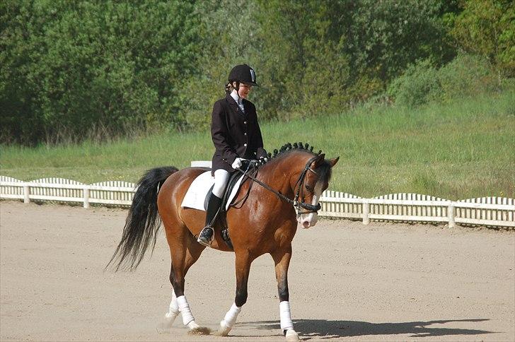 Anden særlig race Karlsbjerggård´s sharingo - Stævne OHR D 17 maj 2008 billede 3