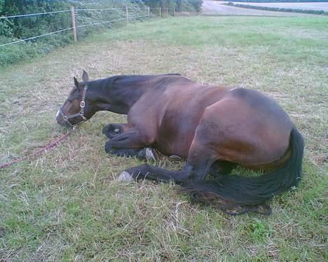 Oldenborg Light-Moon billede 3