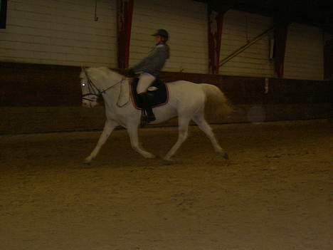 Anden særlig race unicorn(solgt) - undskyld kvaliteten.. Dressur. igang med overgang efter fri trav. billede 19