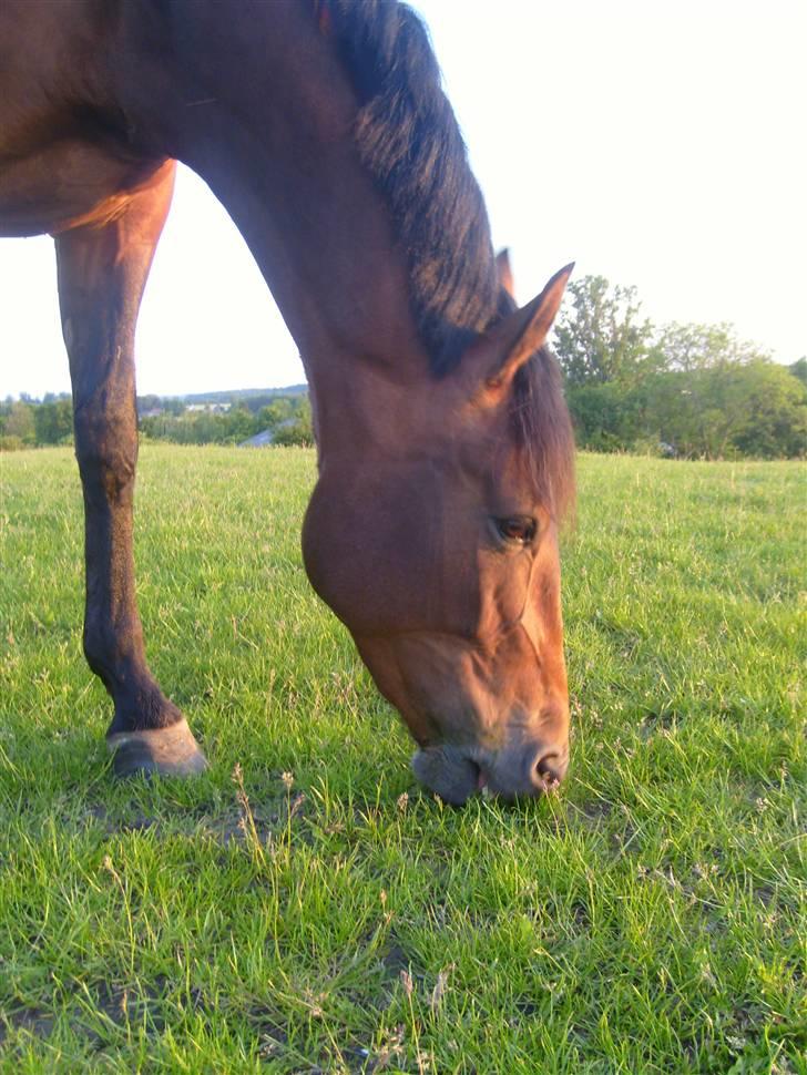 Knabstrupper Petit Af Vilhelmsgård solgt billede 5