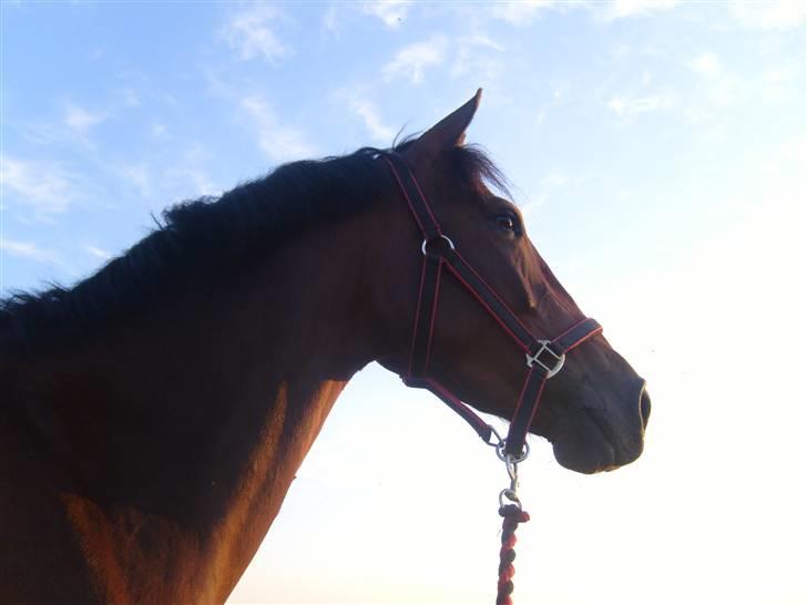 Knabstrupper Petit Af Vilhelmsgård solgt billede 7