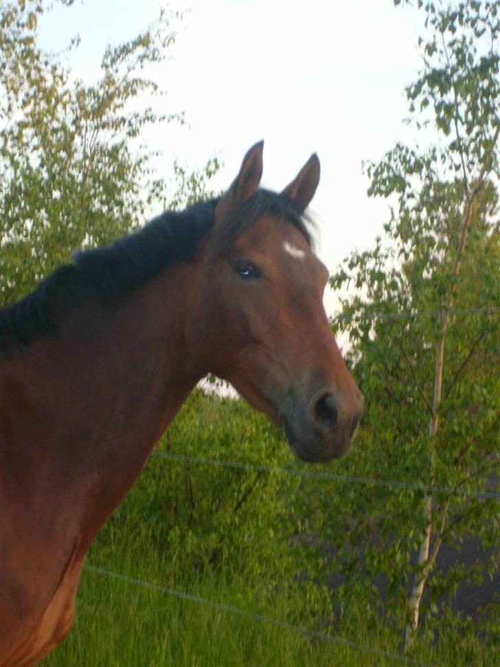 Knabstrupper Petit Af Vilhelmsgård solgt - =D billede 12