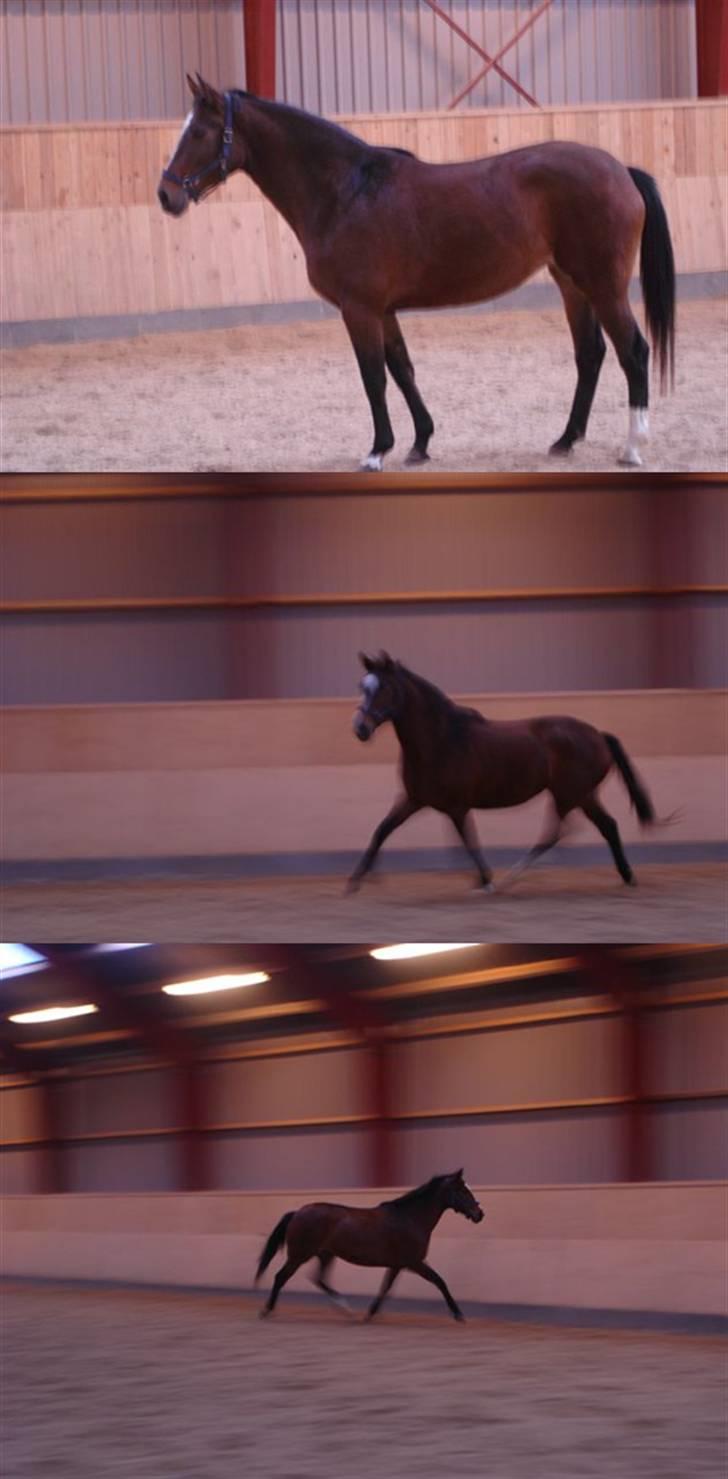 Dansk Varmblod  Møllegråds Perle  *død* - Perle i ridehallen, hun elsker at løbe.. billeder fra hendes stutteri. (Møllegaarden) billede 5