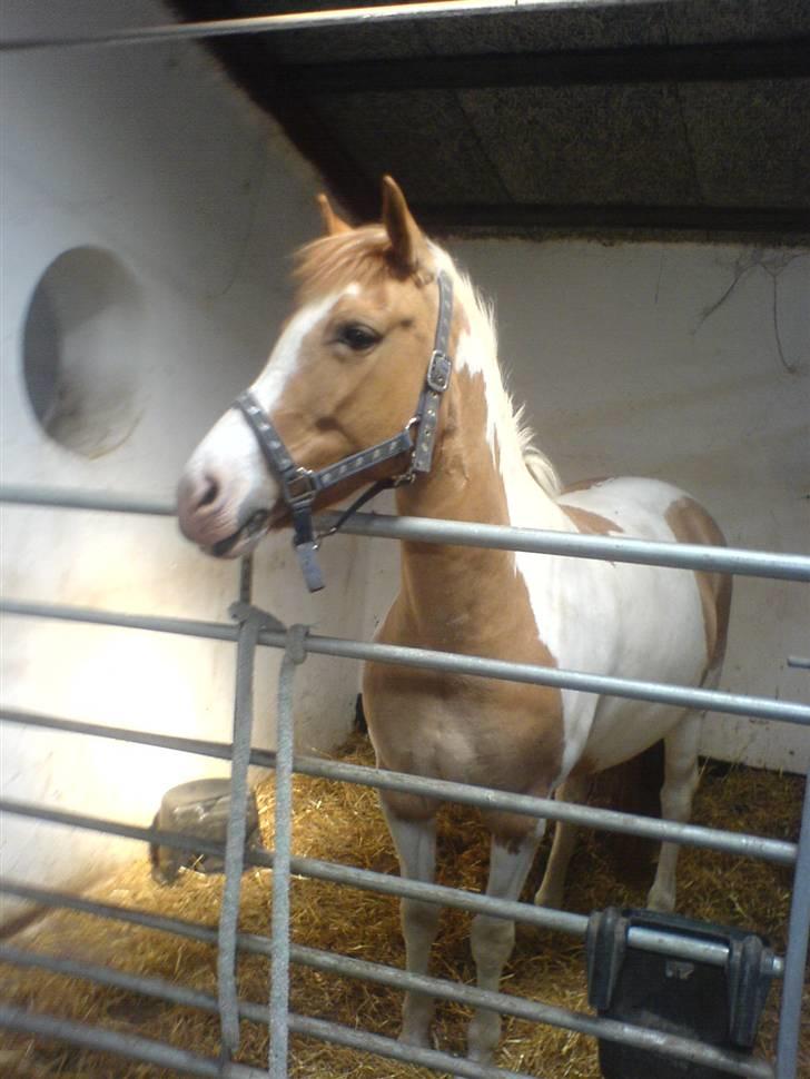 Pinto Matilde "SOLGT" - Velkommen til Matilde´s profil :D <3 billede 1