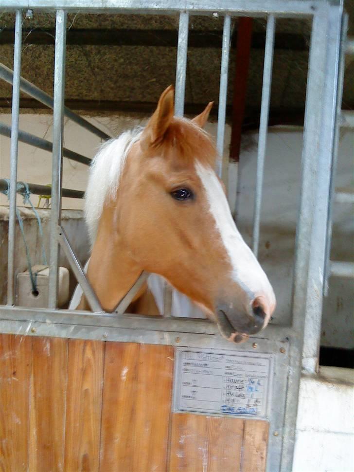 Pinto Matilde "SOLGT" - Hehe<3 billede 5