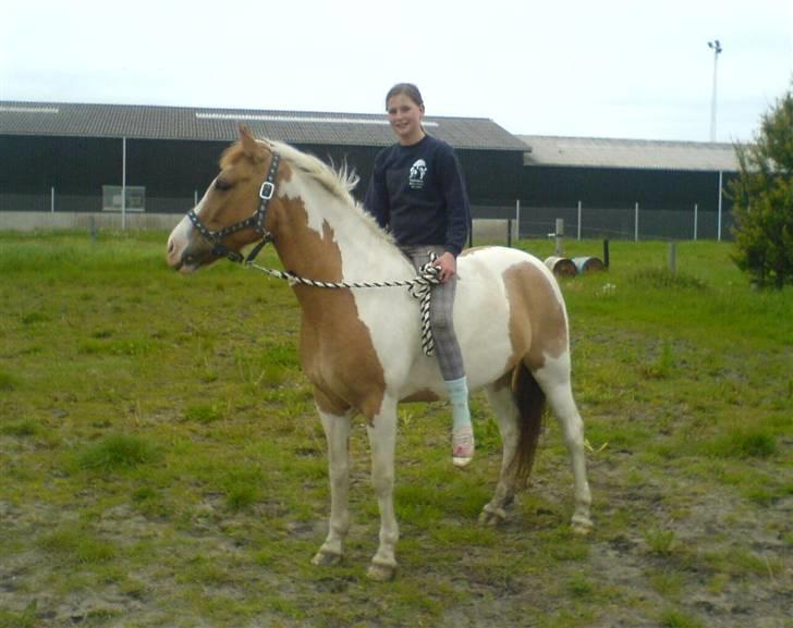 Pinto Matilde "SOLGT" - foto: simone Jespersen billede 8