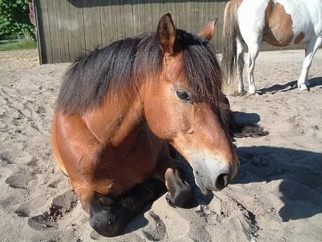 Anden særlig race Sir Gawain of Lisanku - Min dejlige lille vallak tager sig en slapper billede 1