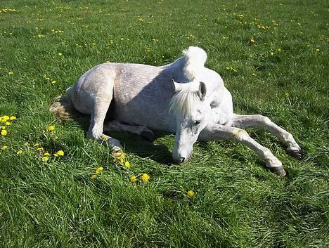 Anden særlig race Oliver*R.I.P -17/12 2007* - Tolle tager sig lige en lille lur :P billede 8