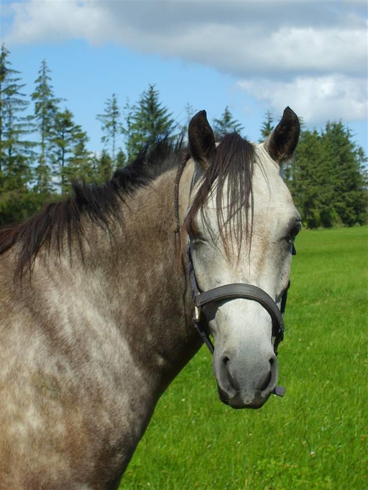 Welsh Partbred (Sec F) Mr. Morgan*solgt* billede 11