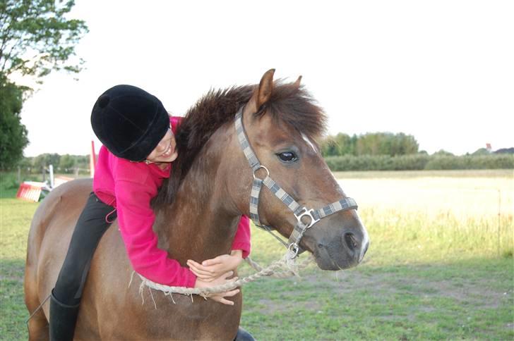 New Forest Brentebjergs Xerox  - Jeg elsker dig over alt, Brentebjergs Xerox :D <3 Verdens bedste pony! Foto: MLH-foto billede 1