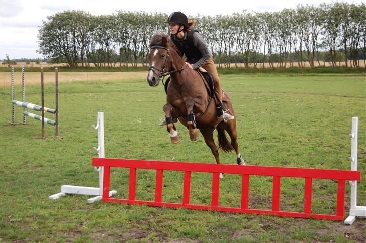 New Forest Brentebjergs Xerox  - En perfekt pony! Foto: Ditte Bislev. billede 2