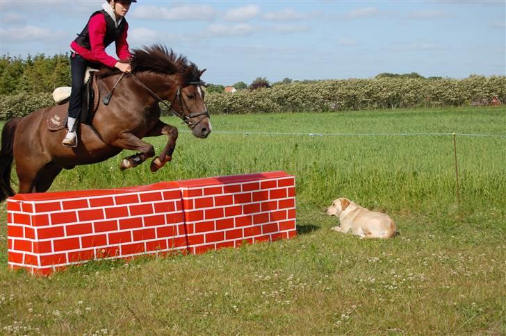 New Forest Brentebjergs Xerox  - Simone og Xerox :D <3 Foto: MLH-foto billede 3