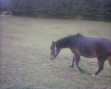 Anden særlig race lady, *solgt* - det går ned af bakke detfor billedet ser sådan ud billede 5