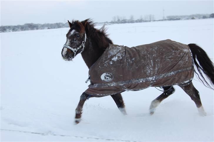 New Forest Brentebjergs Xerox  - JEG ELSKER DIG <3 Foto: MLH-foto billede 4