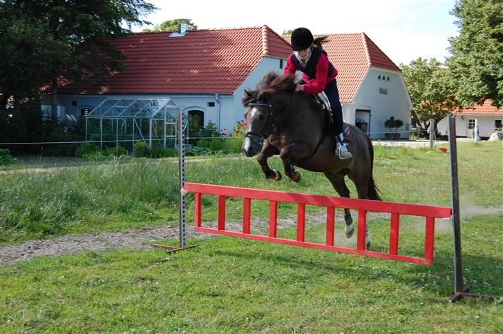 New Forest Brentebjergs Xerox  - Træning - sommer 09 :D Simone og Xerox. Foto: MLH-foto billede 6