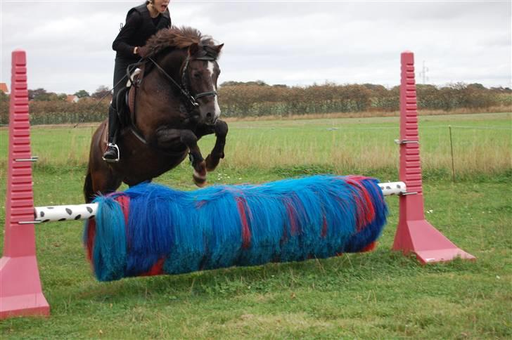 New Forest Brentebjergs Xerox  - Simone og Xerox - træning d. 28/9-09 :D Foto: MLH-foto billede 7