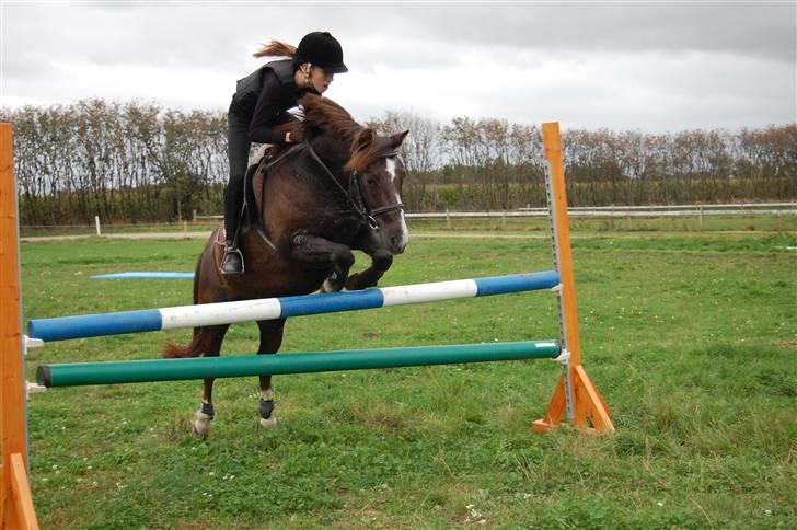 New Forest Brentebjergs Xerox  - Simone og Xerox - træning d. 28/9-09 :D Foto: MLH-foto billede 8