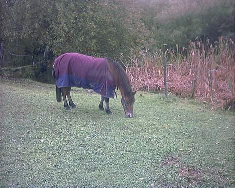 Anden særlig race lady, *solgt* - min søde mor. lille smut billede 8