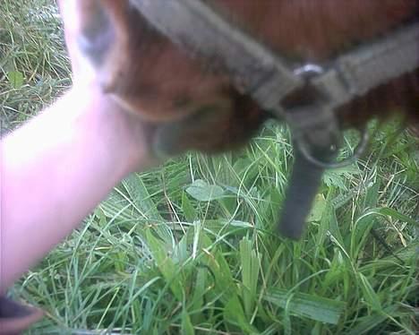 Miniature Teodor(solgt) - av for fanden det kan jeg godt huske han bed mig hehe billede 2