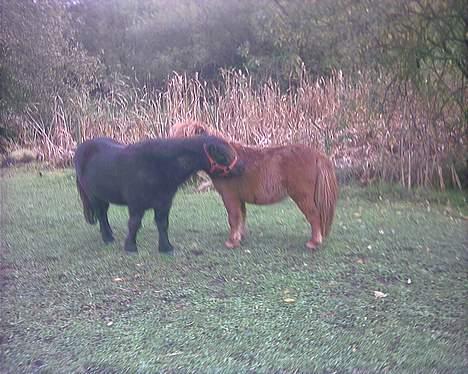 Miniature Teodor(solgt) - ja vi klør  gør vi vær morgen billede 5