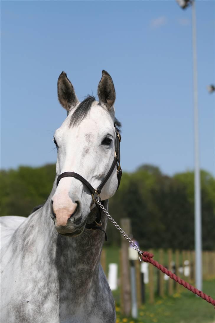 Dansk Varmblod Leda ERDH <3 - Smukke Leda foto: Hux billede 1