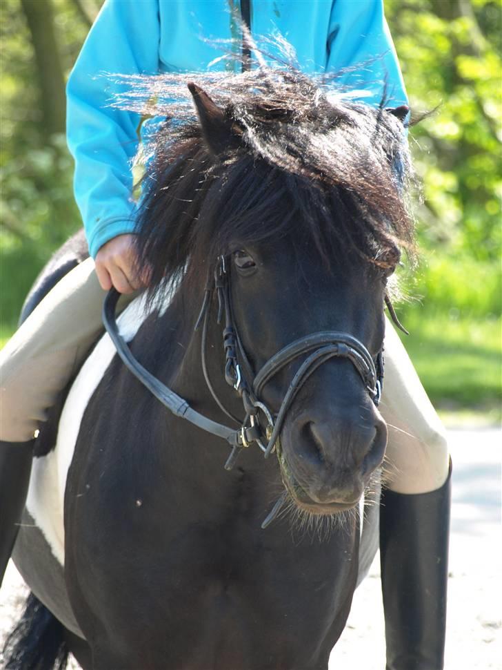 Anden særlig race Sello - Sello og ida hygger. billede 8