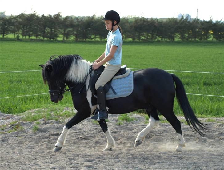 Anden særlig race Sello - Træning hjemme på banen. billede 9