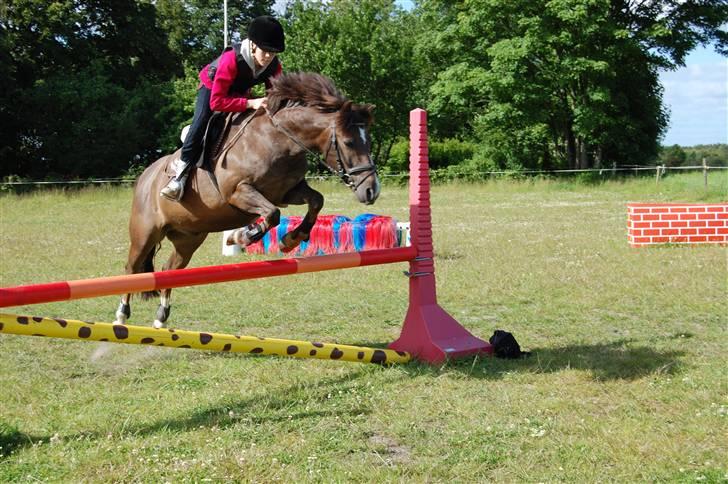 New Forest Brentebjergs Xerox  - Simone og Xerox - sommer 09 :D. Foto: MLH-foto billede 9