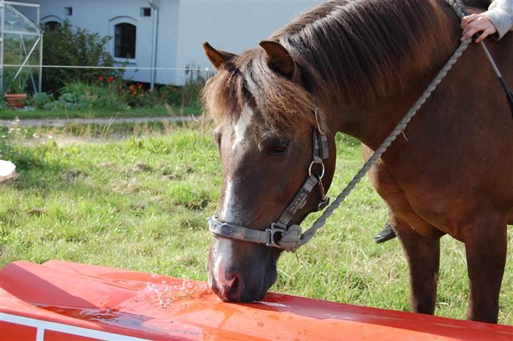 New Forest Brentebjergs Xerox  - Så søøød :D Foto: Annemette Nielsen. billede 10