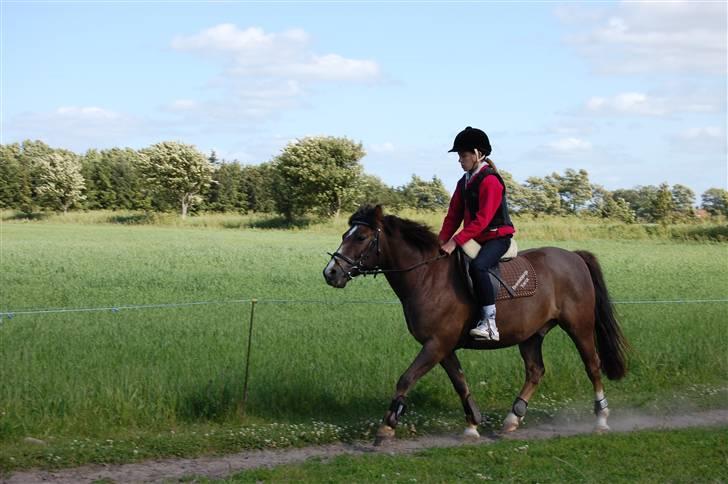 New Forest Brentebjergs Xerox  - Simone og Xerox - sommer 09 :D Foto: MLH-foto billede 11