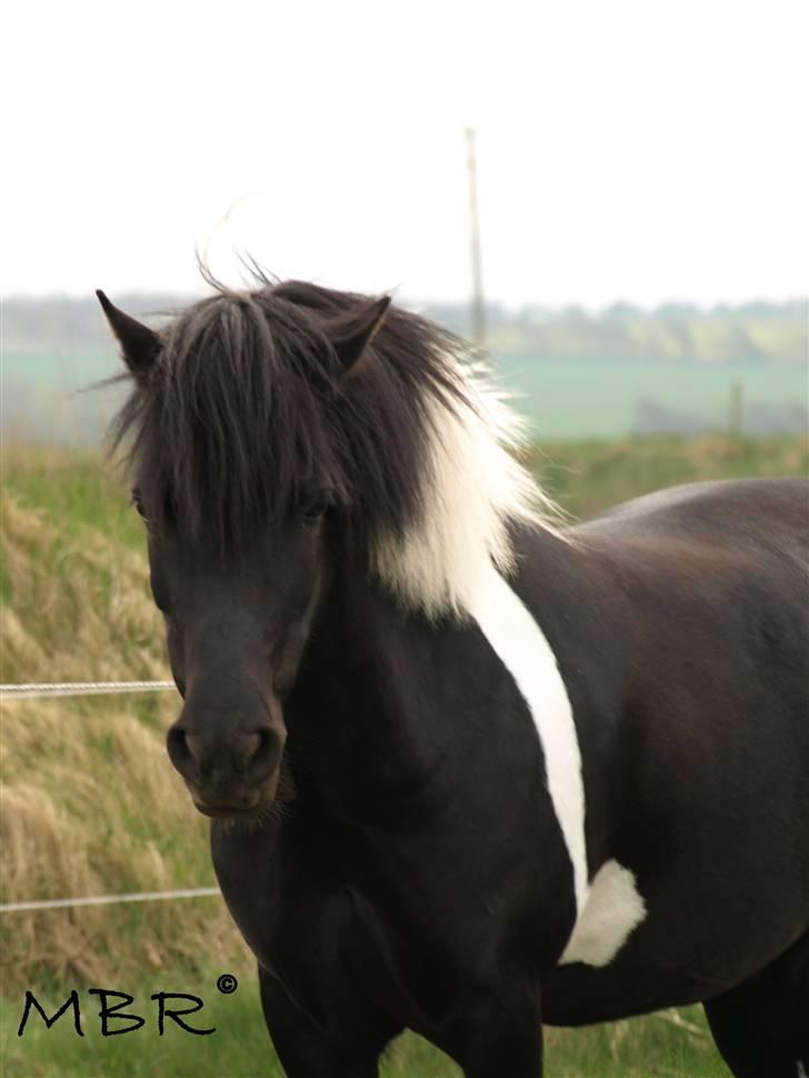 Anden særlig race Sello - Sello hygger sig på fold :D billede 10