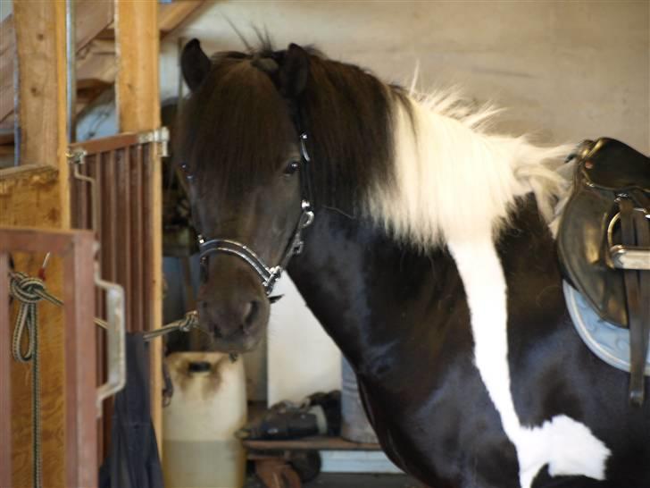 Anden særlig race Sello - Sello inden dagens træning :) billede 11