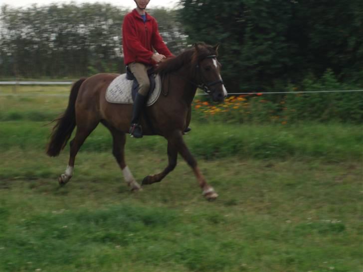 New Forest Brentebjergs Xerox  - Mig og Xerox midt i en travøgning (: - Gammelt billede. Foto: Ditte Bislev. billede 13