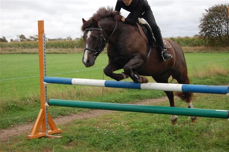 New Forest Brentebjergs Xerox  - Simone og Xerox - stjerner ! :D Foto: MLH-foto billede 14