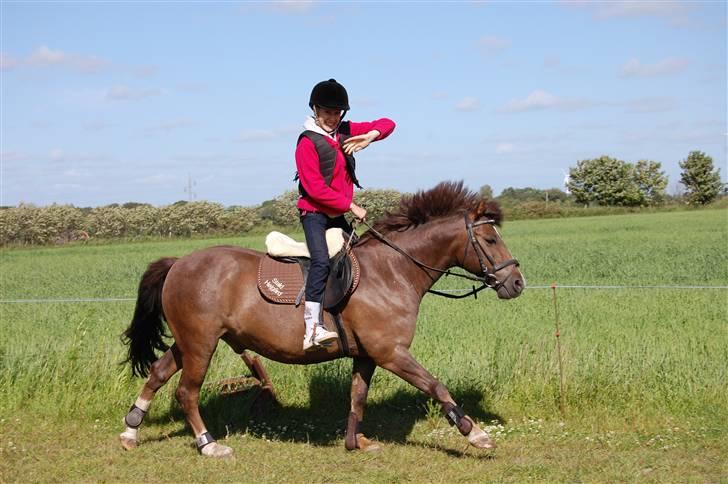 New Forest Brentebjergs Xerox  - Simone og tusse :D Foto: MLH-foto billede 15