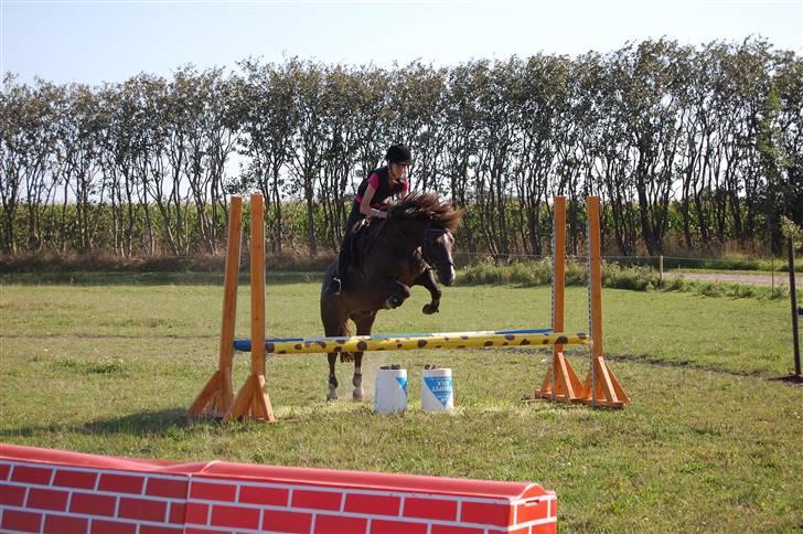 New Forest Brentebjergs Xerox  - Farligt spring :D Foto: MLH-foto billede 16