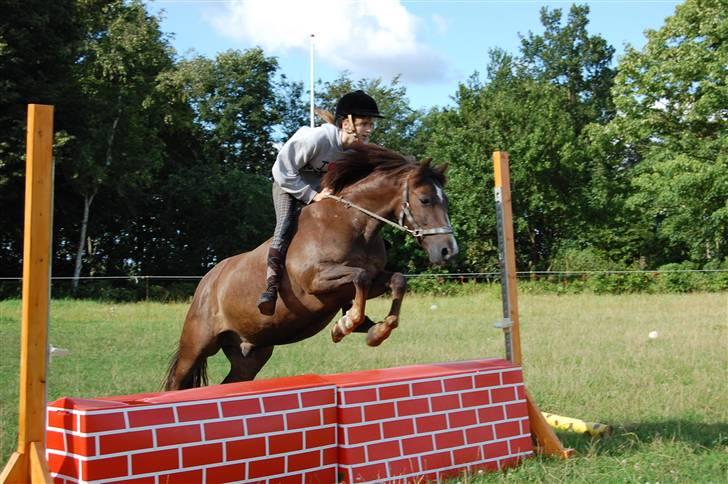 New Forest Brentebjergs Xerox  - Mig og Xerox - træning uden sadel i august d: Foto: Annemette Nielsen. billede 17