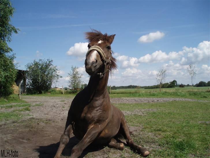 New Forest Brentebjergs Xerox  - Xerox :D <3 Foto: MLH-foto billede 18