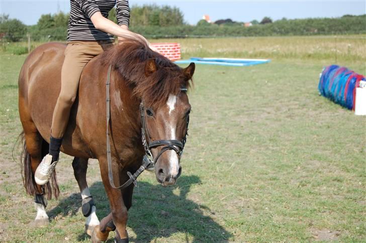 New Forest Brentebjergs Xerox  - Min elskede pony <3 Foto: Ditte Bislev. billede 19